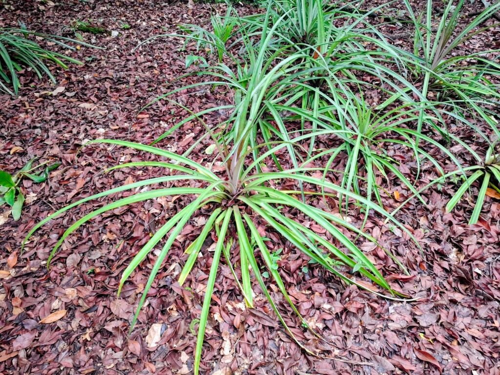 [:fr]Assinie-Côte d’Ivoire-Plages-de-rêve-et-activités-clés-parc-national-iles-ehotiles-nature[:]