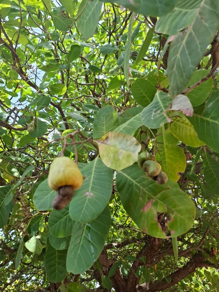 Emploi-en-Côte d'Ivoire-comment-trouver-un-job-agroindustrie-anacardier Emploi-en-Côte d'Ivoire-comment-trouver-un-job-agroindustrie-anacardier