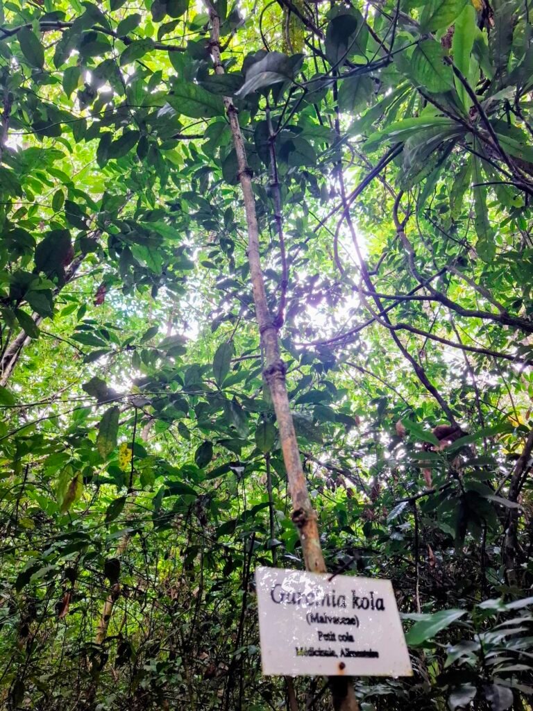 [:fr]Assinie-Côte d’Ivoire-Plages-de-rêve-et-activités-clés-parc-national-iles-ehotiles-nature[:]