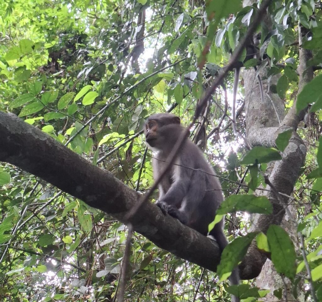 Singe photographié dans le parc national de Taï en Côte d’Ivoire, évoquant les risques potentiels de transmission de la rage dans les zones naturelles et la nécessité de la vaccination pour les voyageurs.