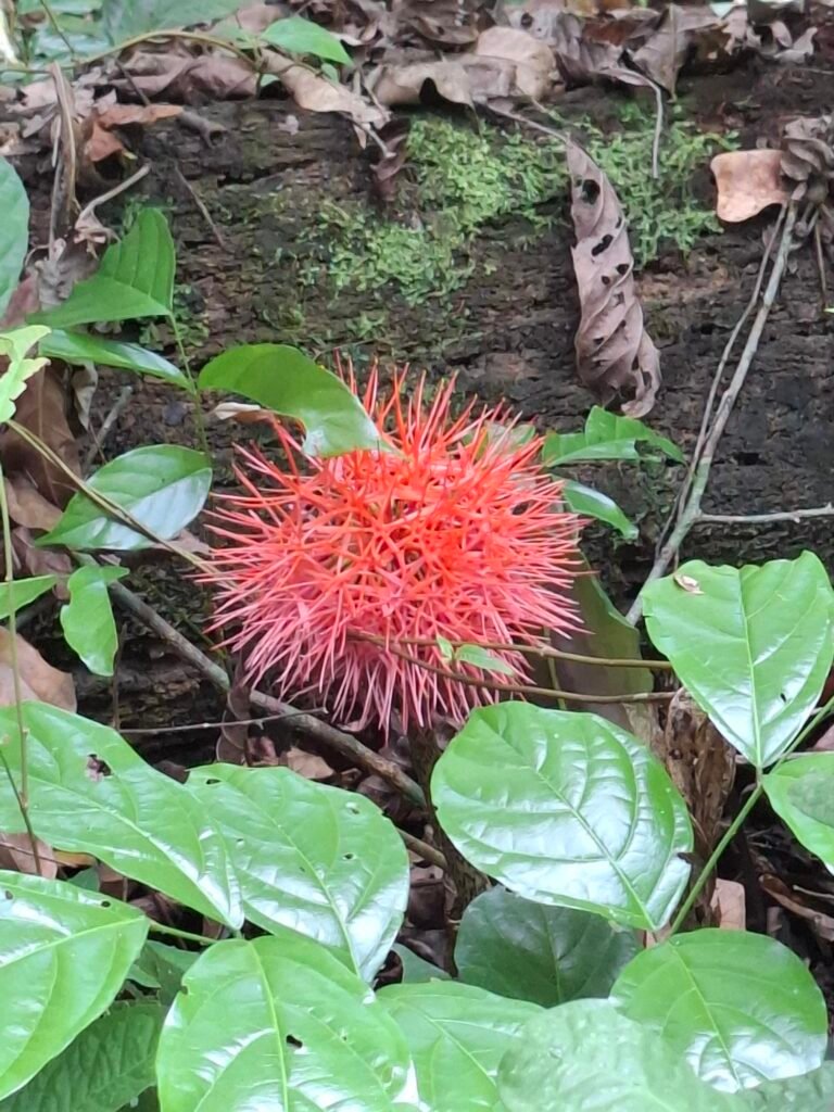 [:fr]Parc-National-de-Taï-Forêt-primaire-biodiversité-unique-faune-flore-fleur-roge[:]