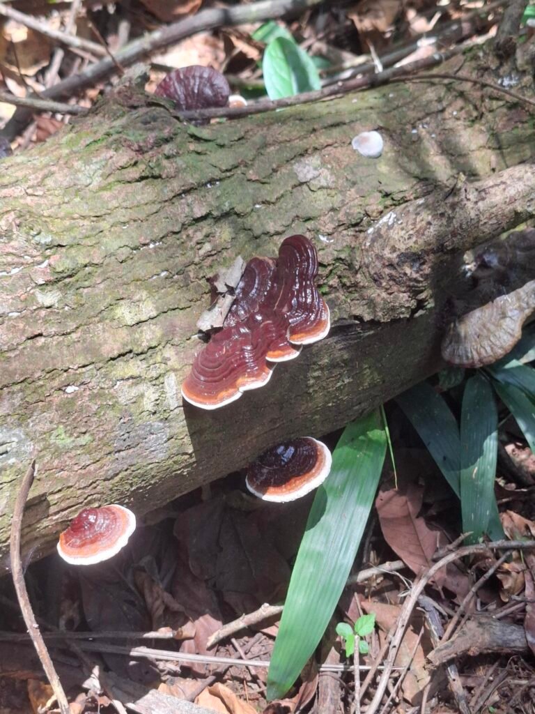 [:fr]Parc-National-de-Taï-Forêt-primaire-biodiversité-unique-faune-flore-champignon-marrons[:]