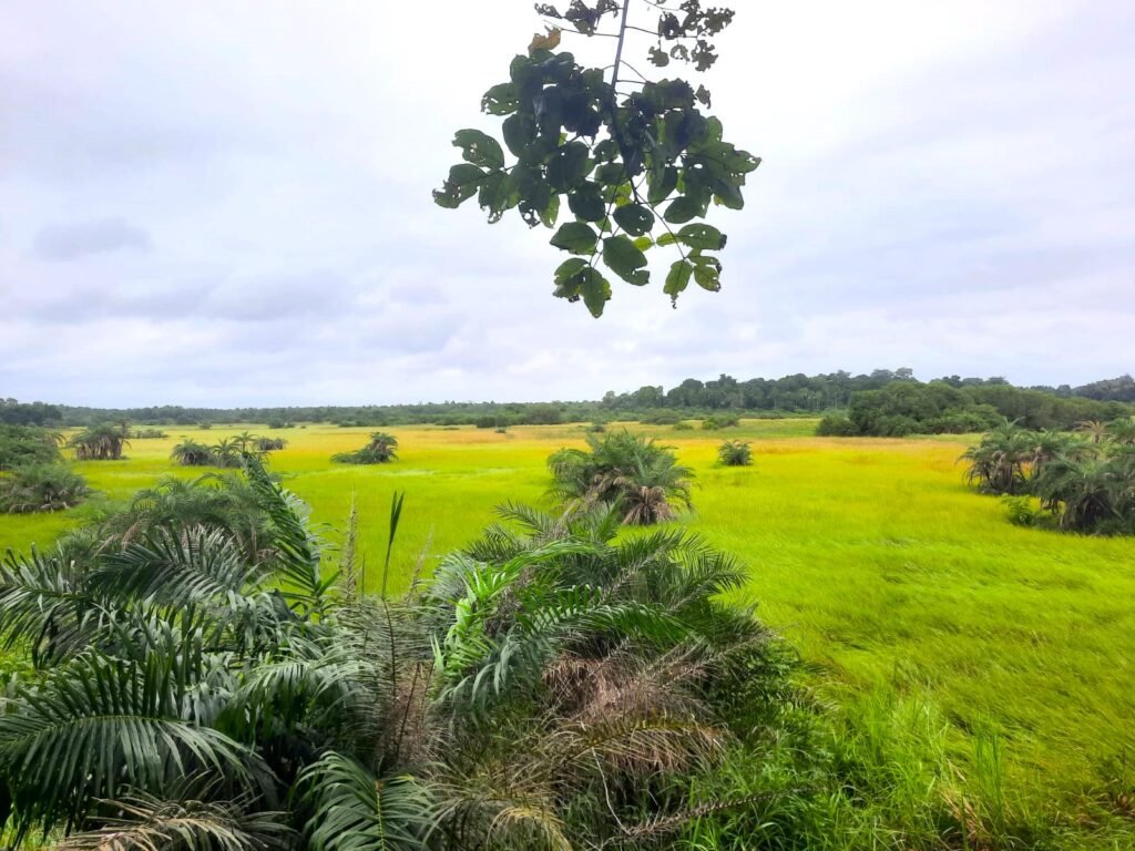 Vue depuis le mirador du Parc National d’Azagny, montrant une étendue de forêt tropicale et de lagune sous un ciel dégagé.