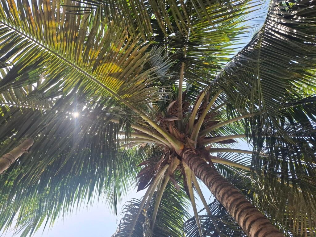 Vue d’un cocotier majestueux sur l’Île Boulay, illustrant la végétation tropicale abondante qui caractérise cette destination prisée en Côte d’Ivoire.