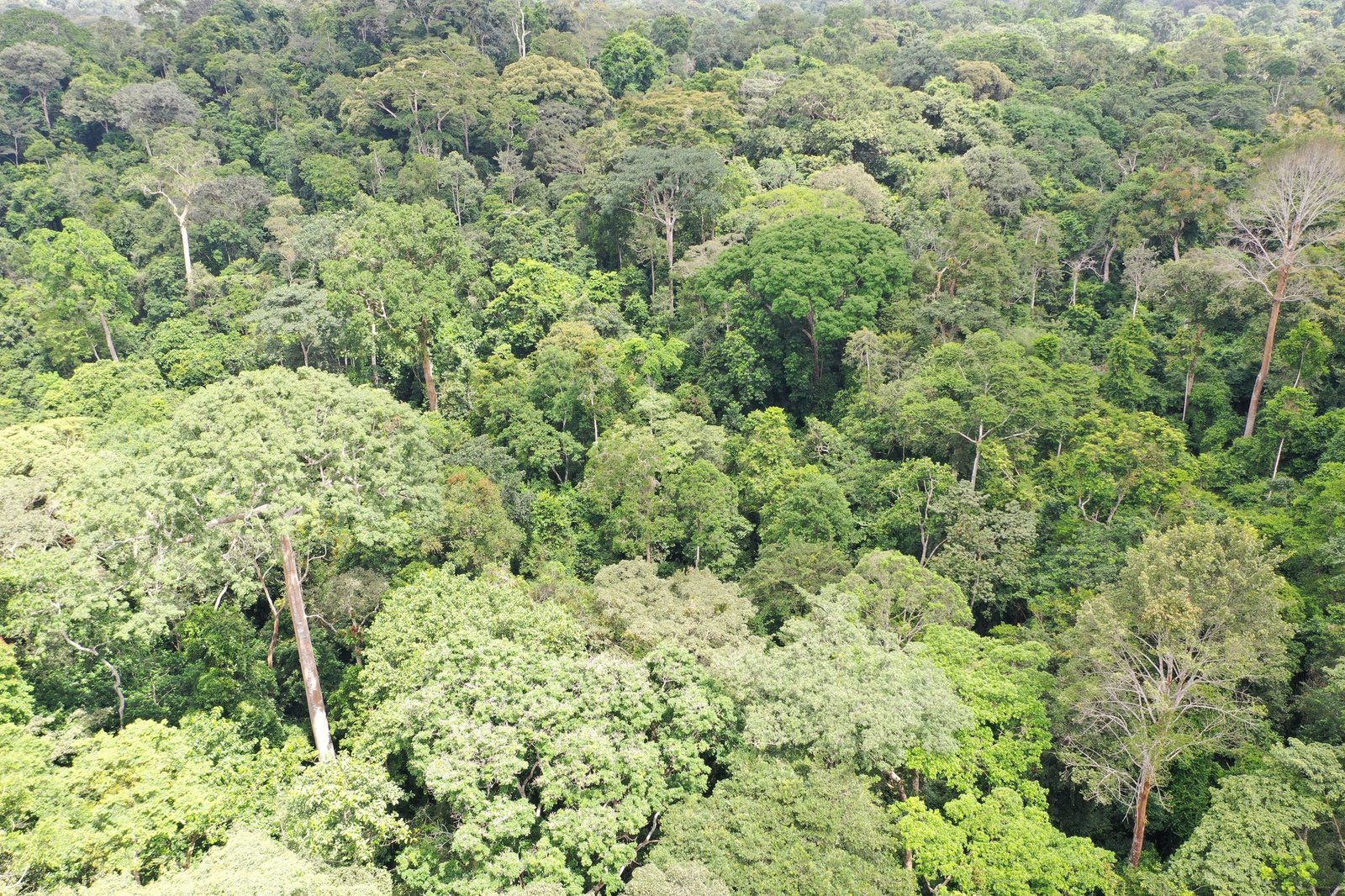 Parc-National-de-Taï-Forêt-primaire-et-biodiversité-unique