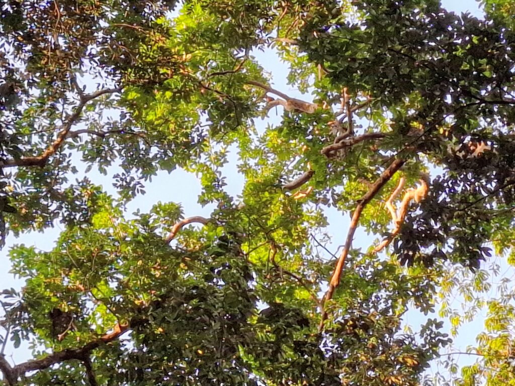 Parc-National-de-Taï-Forêt-primaire-biodiversité-unique-arbres