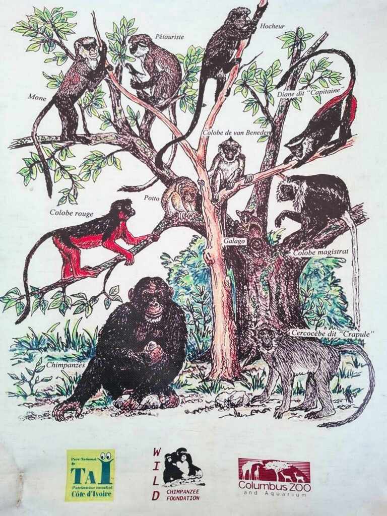 Parc-National-de-Taï-Forêt-primaire-biodiversité-unique-faune