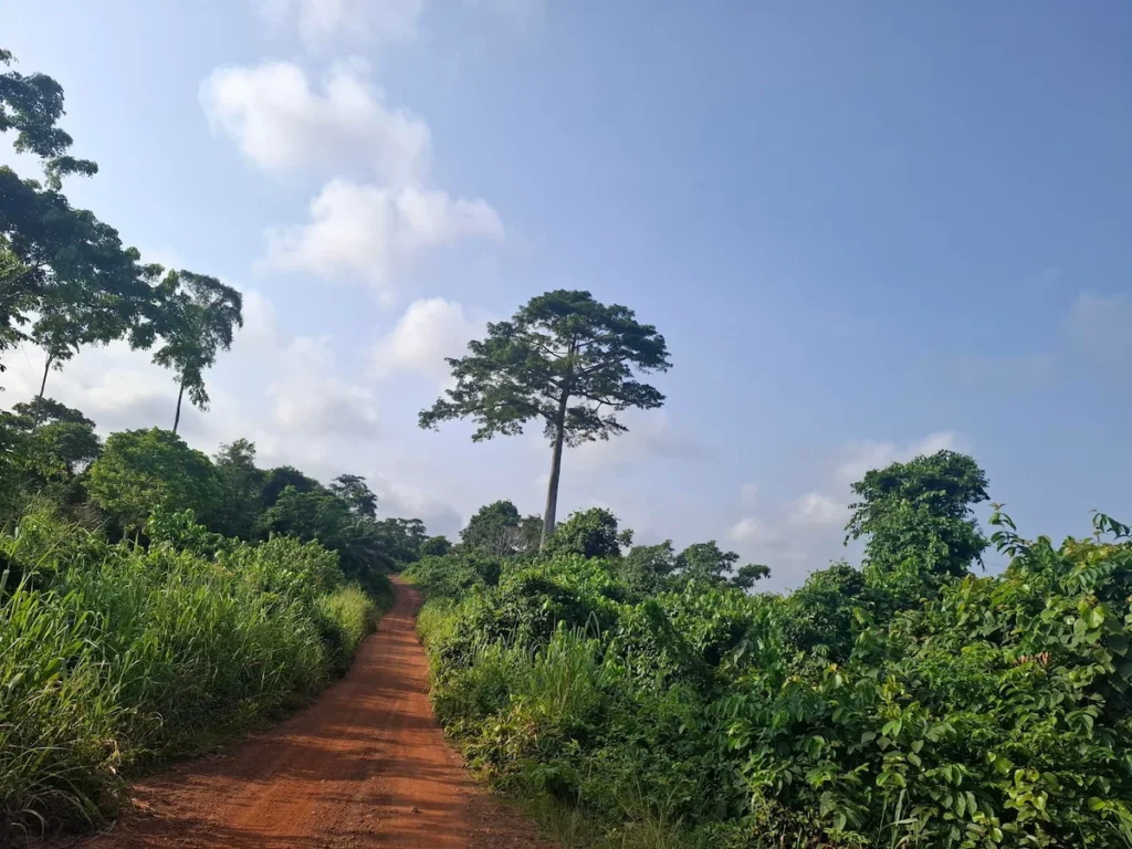 Piste de terre menant à Monogaga en Côte d’Ivoire, entourée de végétation dense sous un ciel bleu.