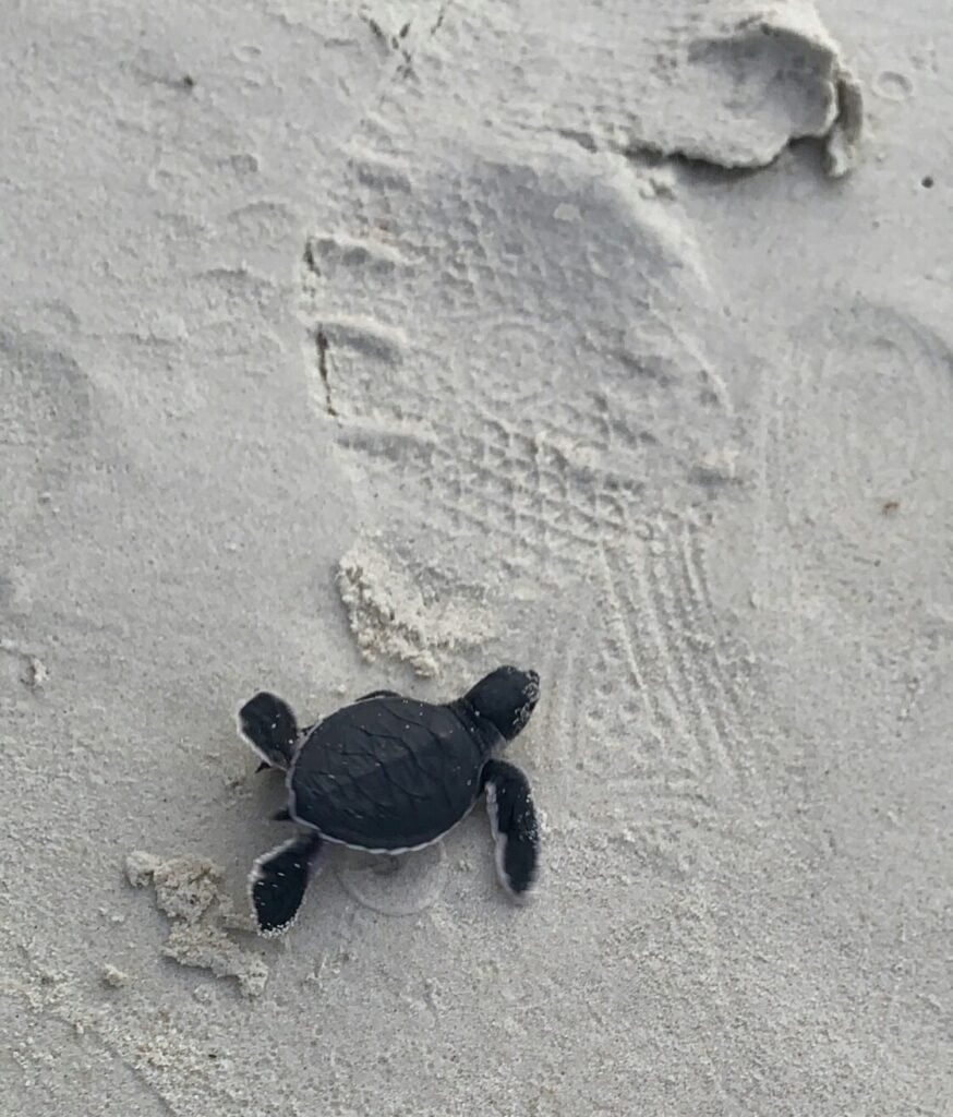 Grand-Bereby-Ivory-Coast-Tropical-Beaches-and-Travel-Guide-sea-turtle