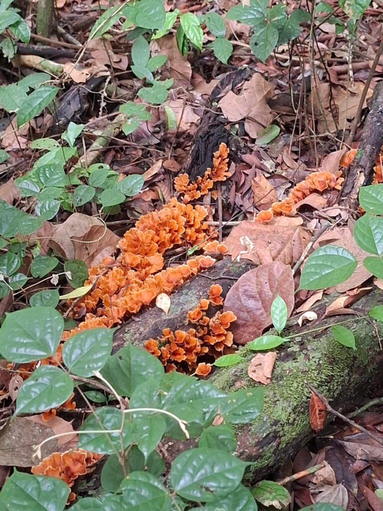 [:fr]Parc-National-de-Taï-Forêt-primaire-biodiversité-unique-faune-flore-champignons[:]