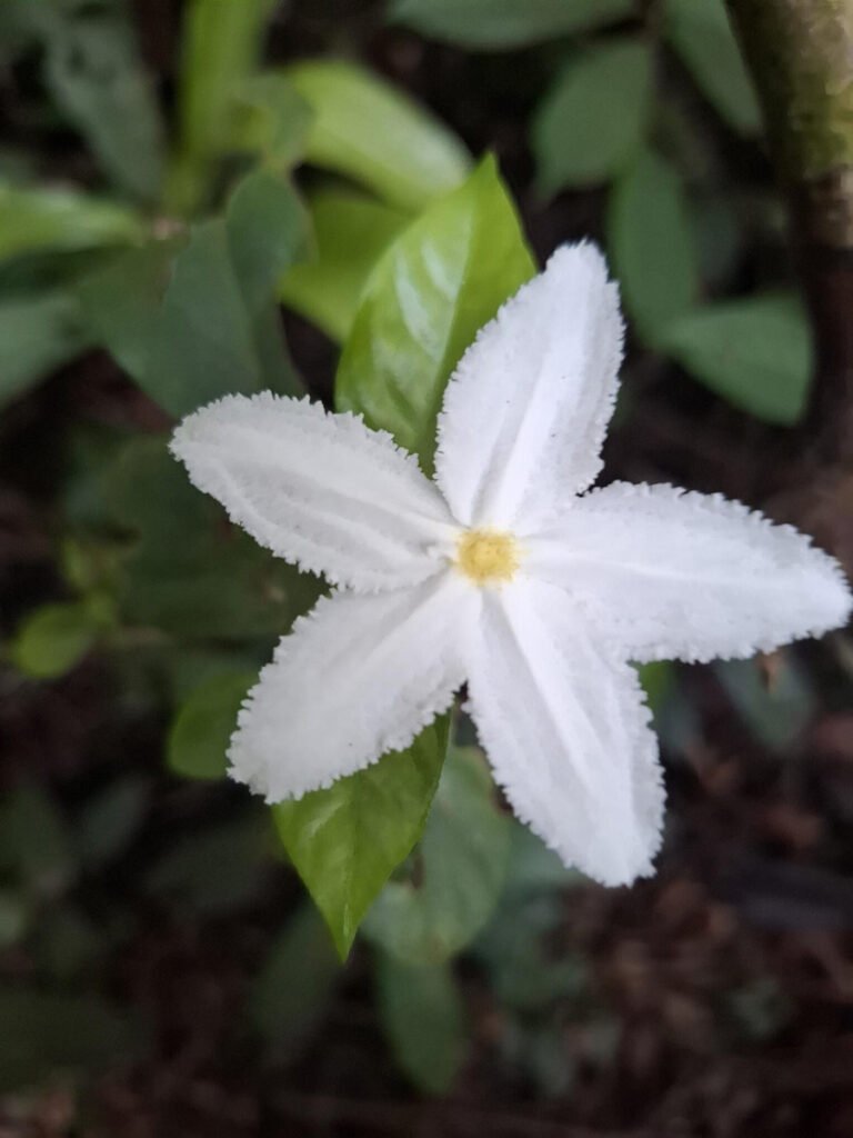 [:fr]Parc-National-de-Taï-Forêt-primaire-biodiversité-unique-faune-flore-blanc[:]