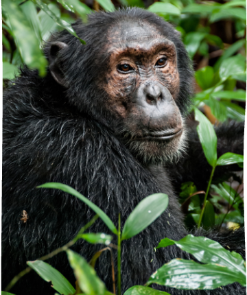 Un autre chimpanzé au Parc national de Taï