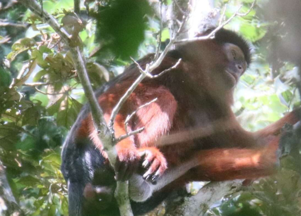 Colobe Rouge dans le Parc national de Tai