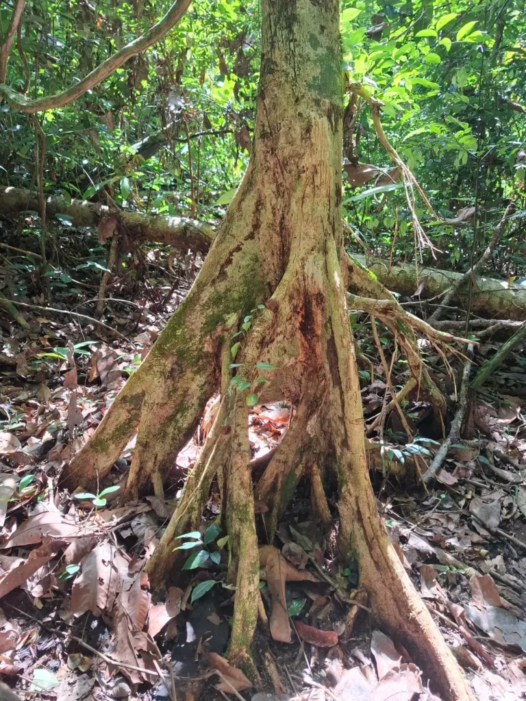 Arbre geant Parc Tai