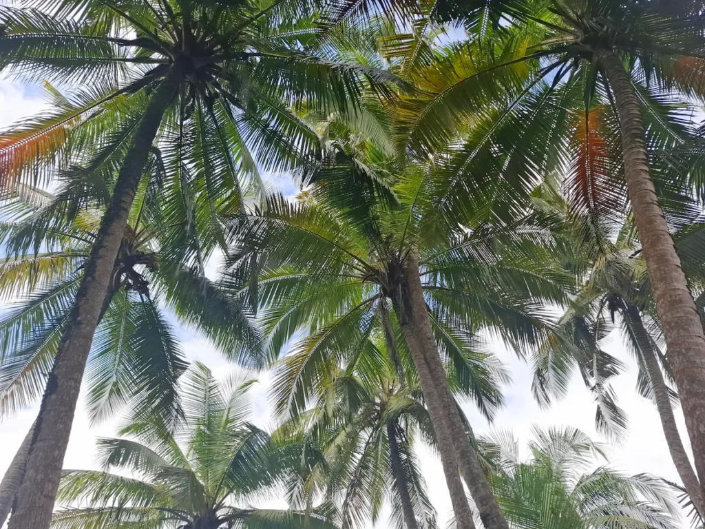 Paysage de cocotiers à Assinie