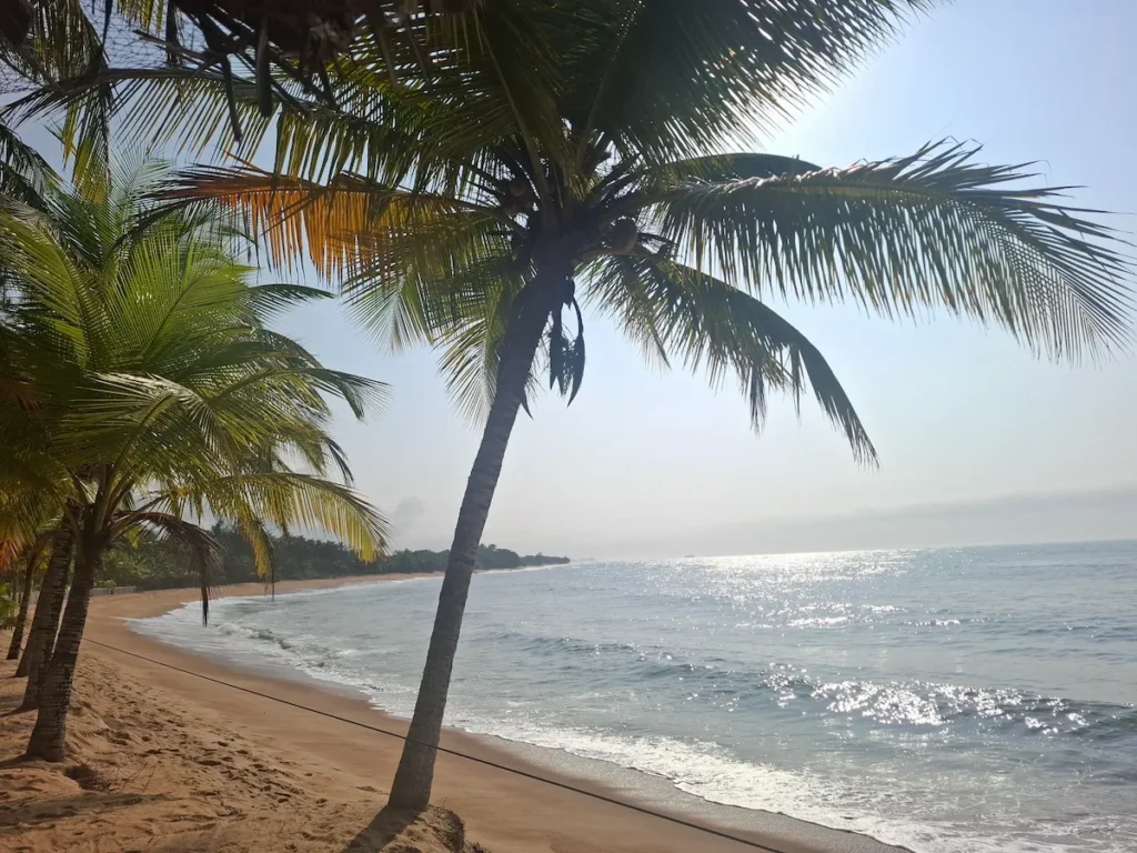 Plage de Ménéké à Grand‑Béréby avec palmiers inclinés et vagues sur le littoral ivoirien.