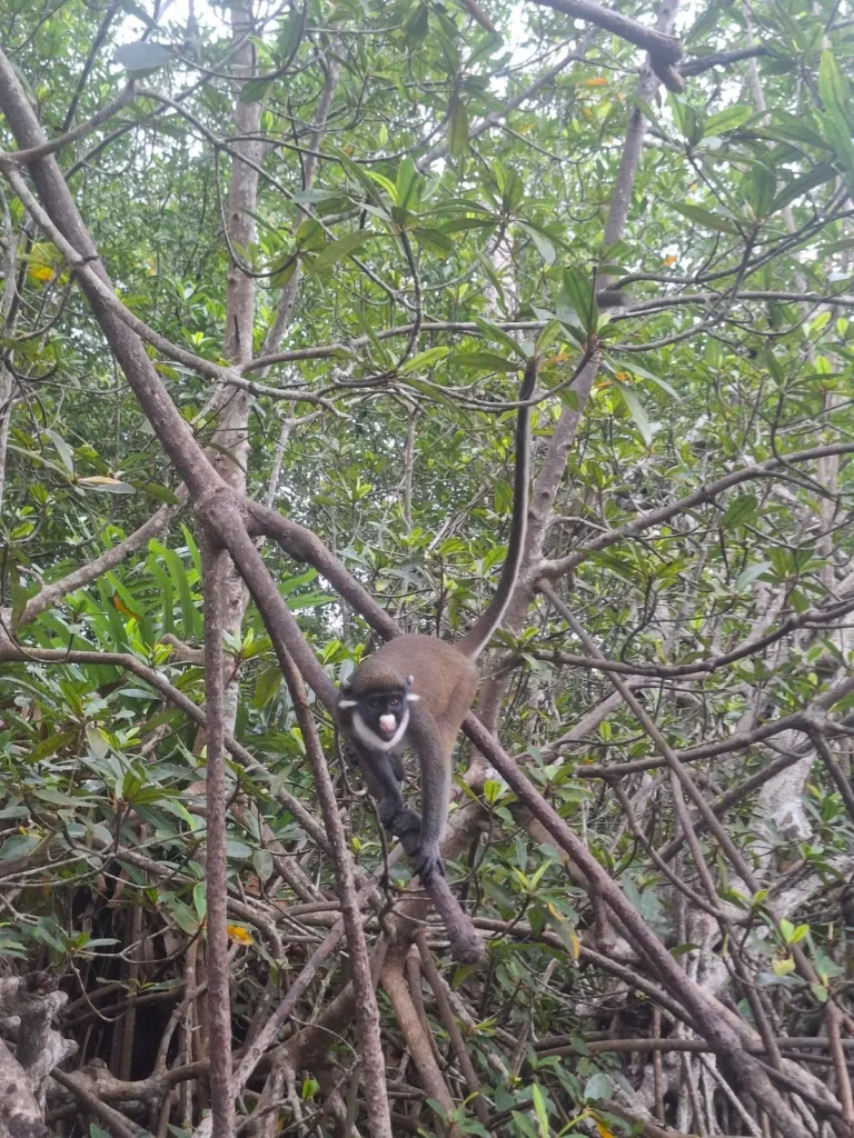 Singe à nez blanc perché dans un arbre dense près du fleuve Néro à Grand-Béréby.