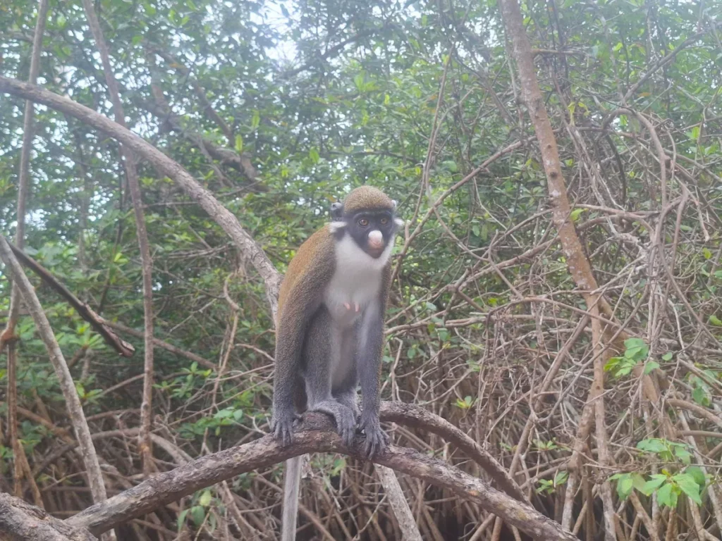 Singe à nez blanc perché sur une branche dans la forêt près du fleuve Néro à Grand-Béréby.