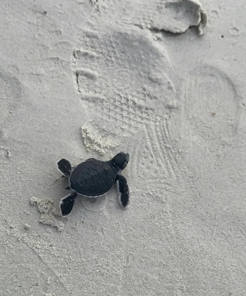 Bébé tortue marine avançant sur le sable vers l’océan.
