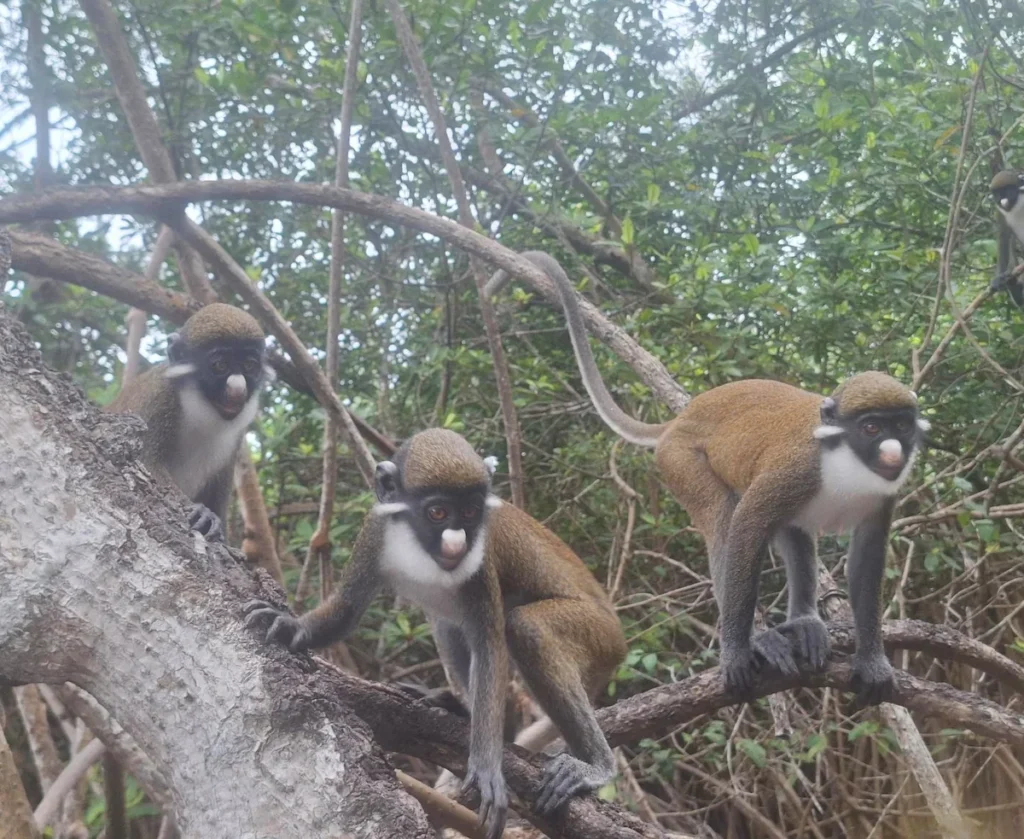 Trois singes à nez blanc perchés sur une branche dans la forêt de Grand-Béréby.