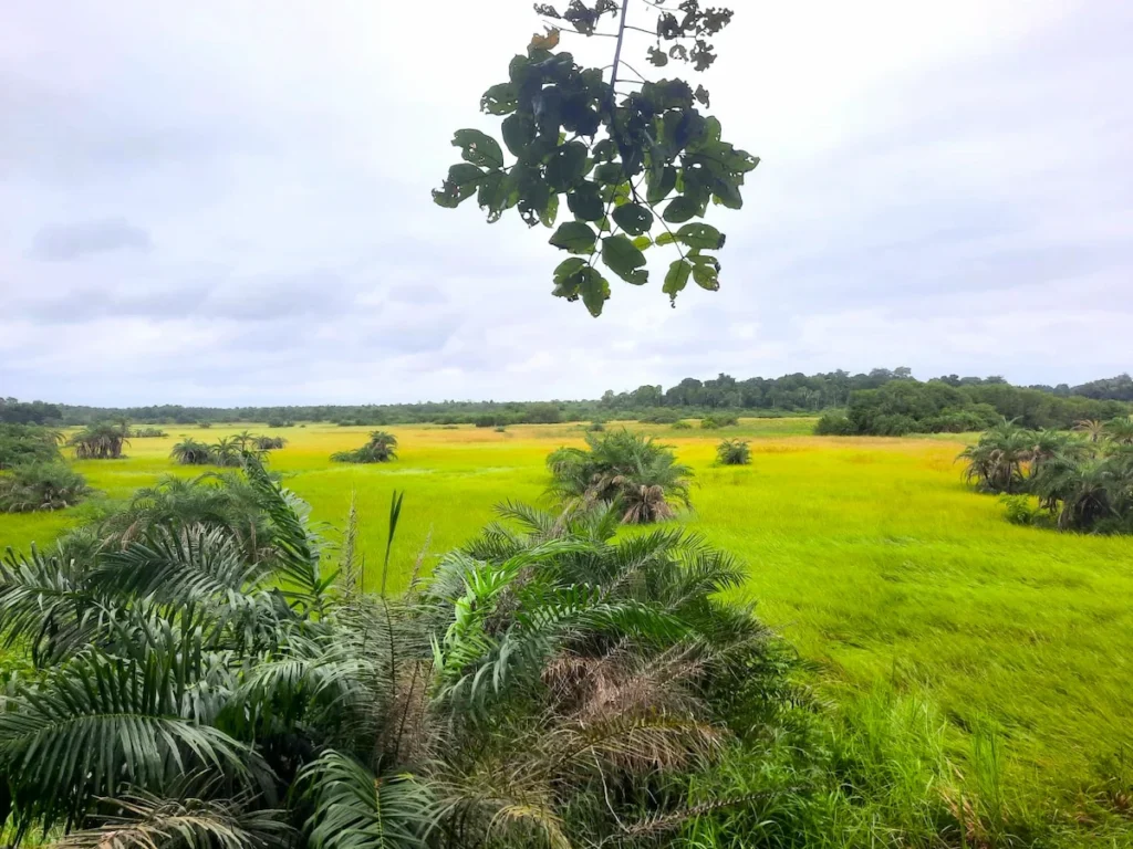 Vue sur de vastes champs verts et zones humides du Parc national d’Azagny, avec un arbre au premier plan. 