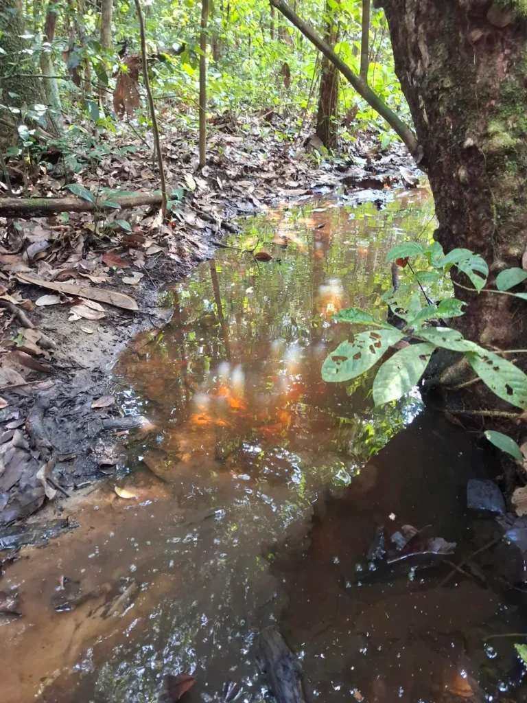 Forêt et rivière du Parc national de Taï