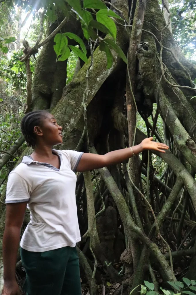 Guide expliquant les arbres dans le Parc national de Taï