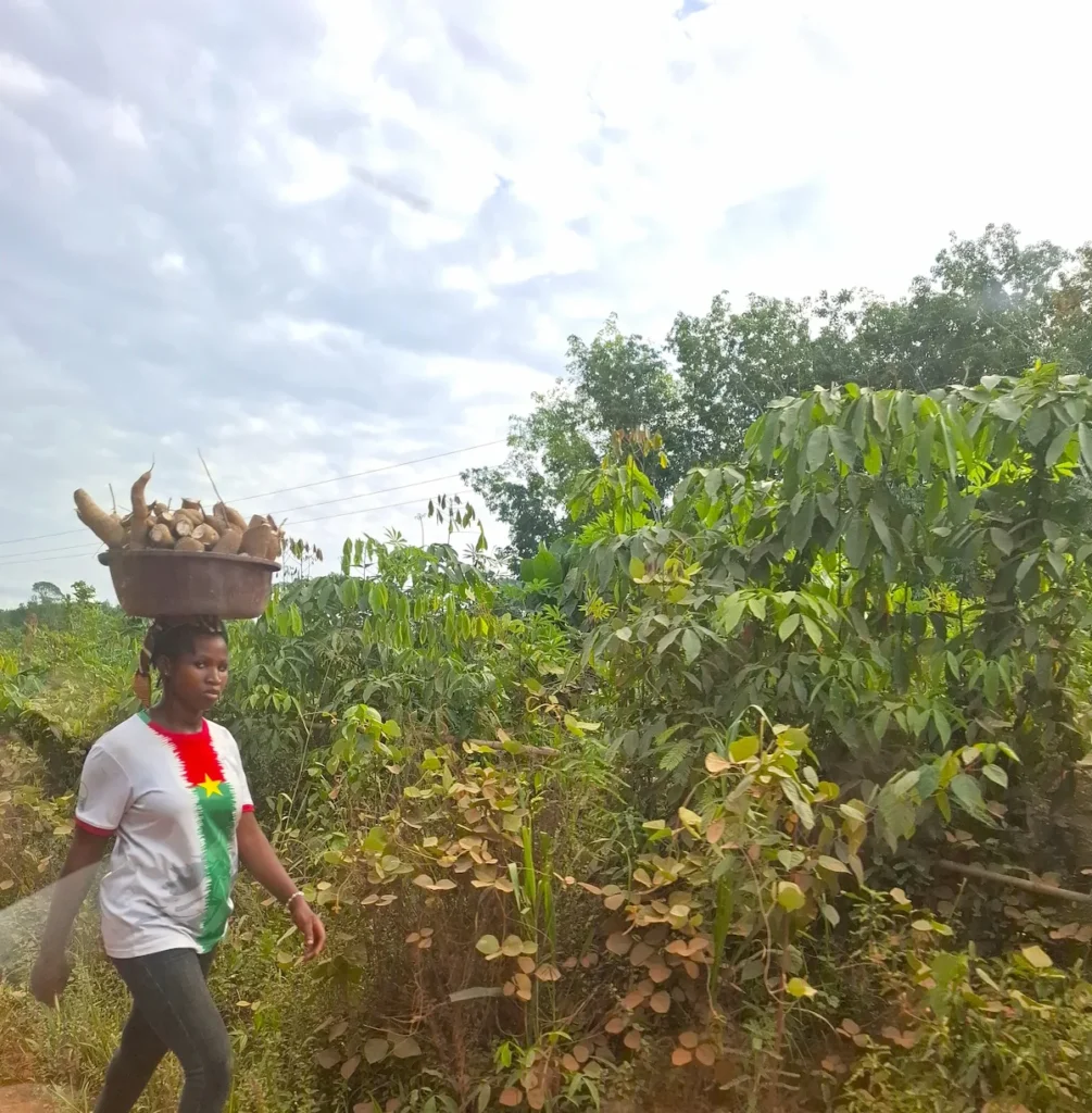 Femme récoltant du manioc aux alentours du Parc national de Taï