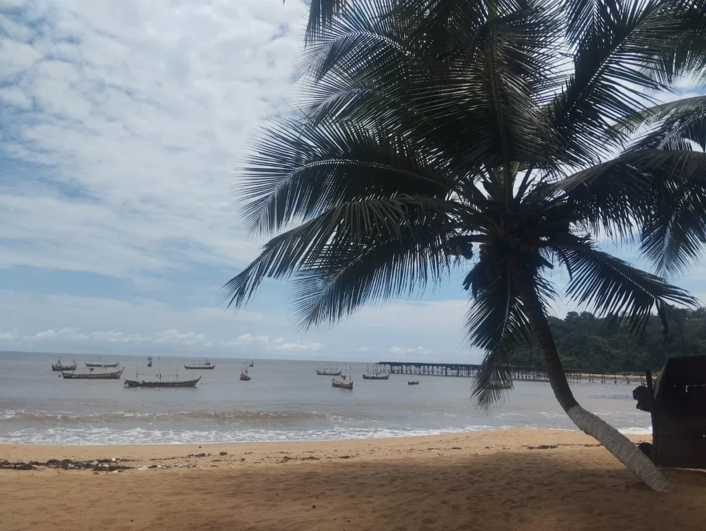 Plage de Sassandra avec des pirogues alignées sur le rivage et un palmier en premier plan.