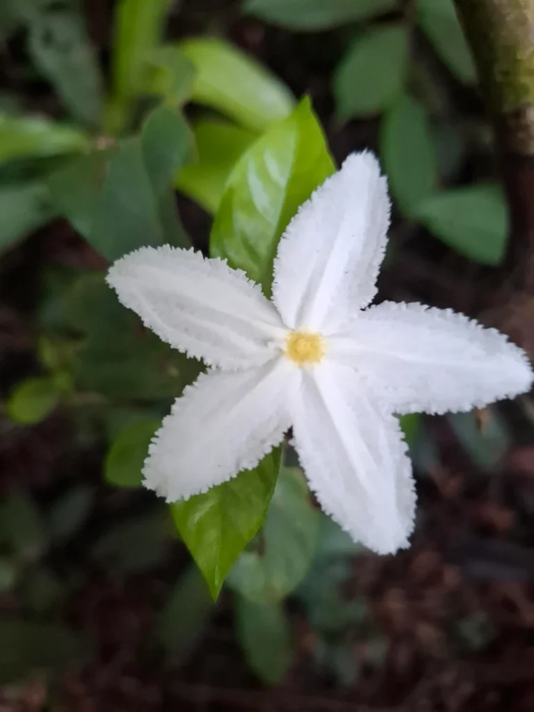 Fleur blance au Parc national de Tai