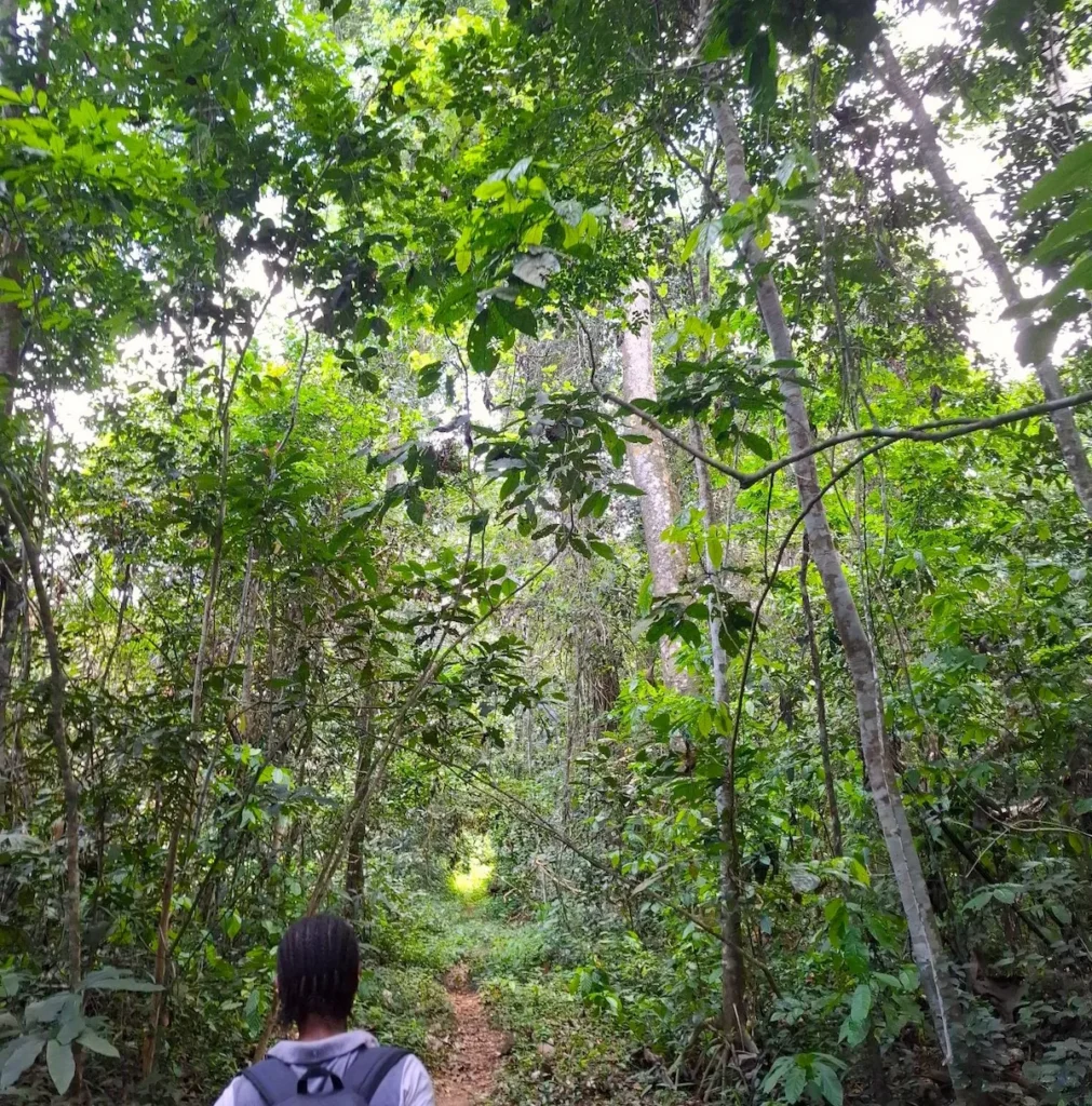 Guide locale dans la forêt de Taï