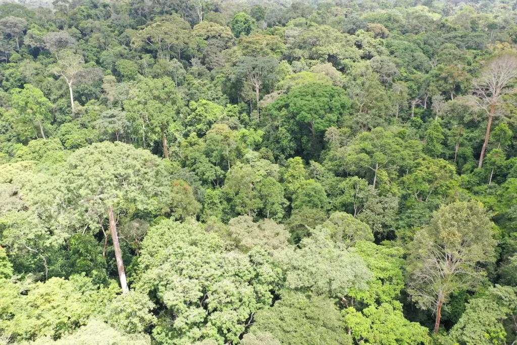 Forêt primaire du Parc national de Taï au lever du soleil