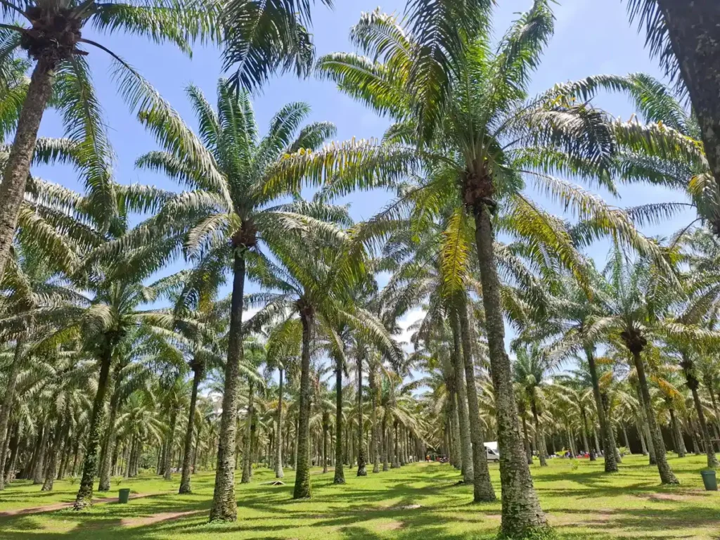 Promenade parmi les palmiers du Jardin botanique de Bingerville Palmiers au Jardin botanique de Bingerville près d’Abidjan