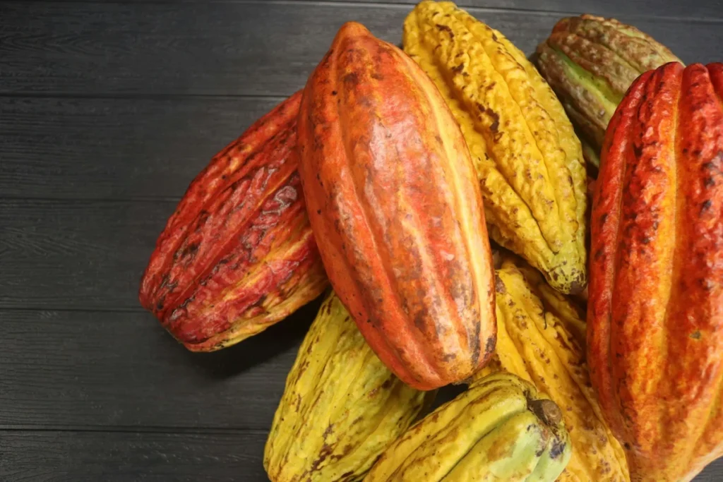 Cabosses de cacao pour illustrer le secteur agro-industriel en Côte d'Ivoire